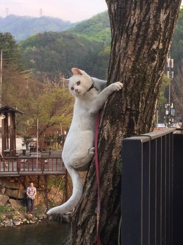 귀여운 마루(애칭:비타)
#gaho #jolie #maru 
#돌체비타 #돌체비타펜션
#dolce_vita