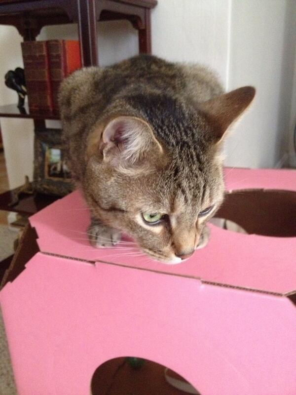 dora_ruby's tweet image. Wherez my basket???