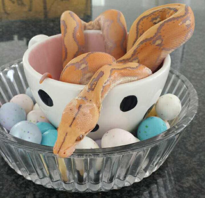 Easter pose by my shedding baby Purple Sunfire, Fiesta. http://t.co/kufViPepLH