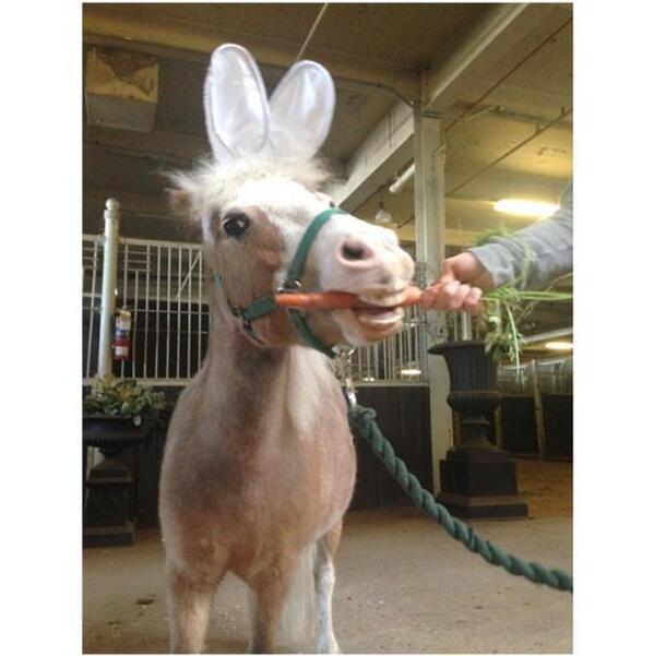 ChrisTaranco's tweet image. Happy Easter