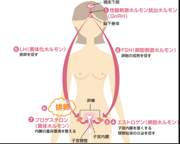 تويتر ゴロ 解剖生理イラスト على تويتر 女性ホルモン T Co Qt6r2hqce7
