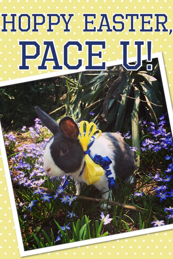 Here comes Peter Cottontail...