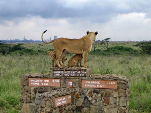 Nairobi city - the only city in the world with wildlife sprawling next to it.