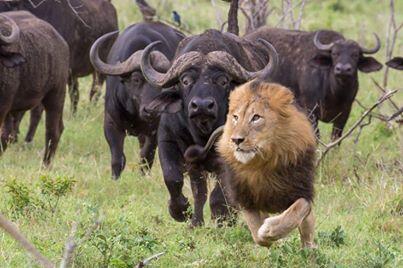 The Hunter becomes the hunted !!