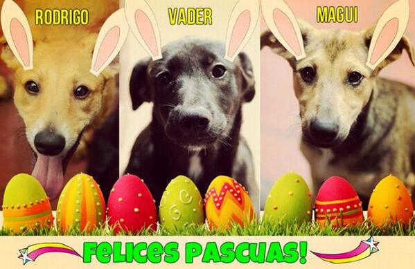 Sarmientitos's tweet photo. Nuestros bebés en adopción les desean felices pascuas! Conocelos! Perritosdelasarmiento@gmail.com :) RT!!! http://t.co/o8XvWJYPXZ