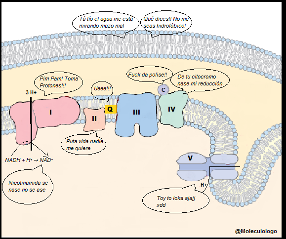 Moleculologo's tweet photo. @biologacabreada La cadena respiratoria está to raya http://t.co/WhvwvJjm2Y