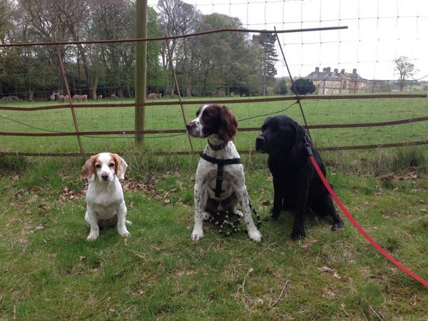 straponmike's tweet photo. All present and correct!
Lotties looking the wrong way ...... http://t.co/pCZmHpmg2d