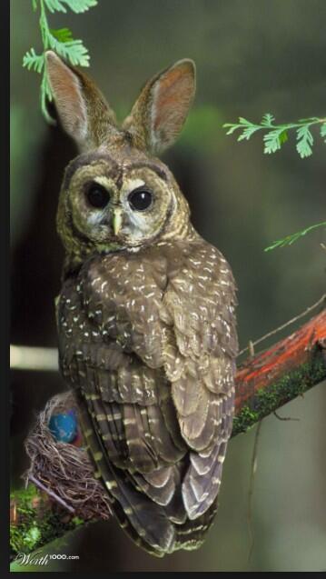 ChiOmega_LSU's tweet image. Happy Easter all of you hooties!