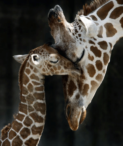 _Paisajes_'s tweet photo. No hay nada más bello, que el amor de una madre. http://t.co/nT94D7Plep