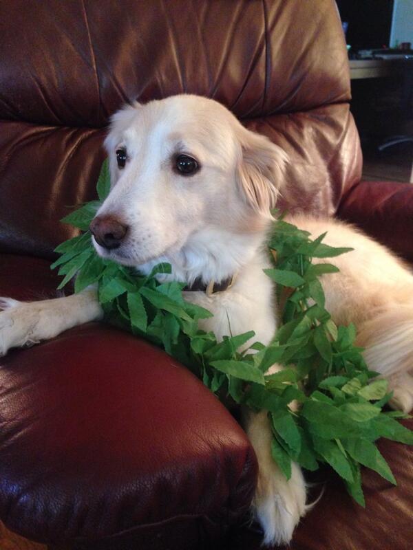 MacThaDog's tweet photo. Happy holidays http://t.co/Wkbsqf2jC1