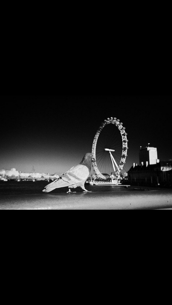 averagepidge's tweet photo. Great night at the fun fair, I do love the big wheel prrrrrrrr http://t.co/ypn87Xmf0P