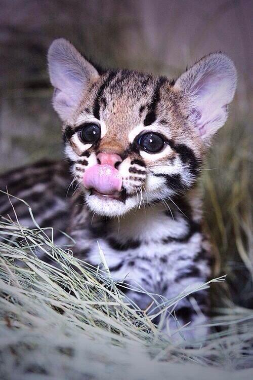 BabyAnimalPix's tweet photo. Baby Ocelot 😍 http://t.co/GEitQrVVPy