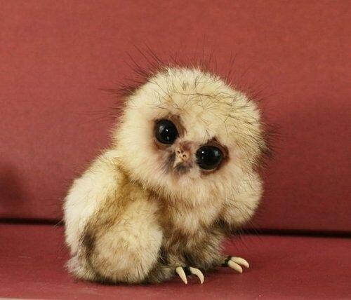 BabyAnimalPix's tweet photo. so this is a baby owl... 🙀 http://t.co/mILtedeYV6