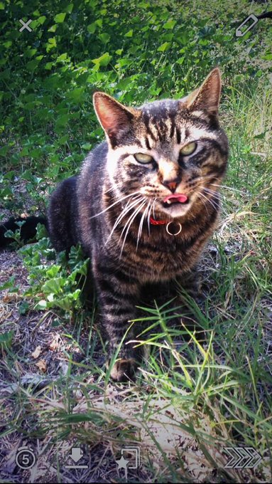 OMG I CANT EVEN HANDLE THIS FACE  😂😂😂😂😂😂 http://t.co/uF0lBEH5fT<a href="/tag/brohoe"class="tags"><span>#brohoe</span></a>