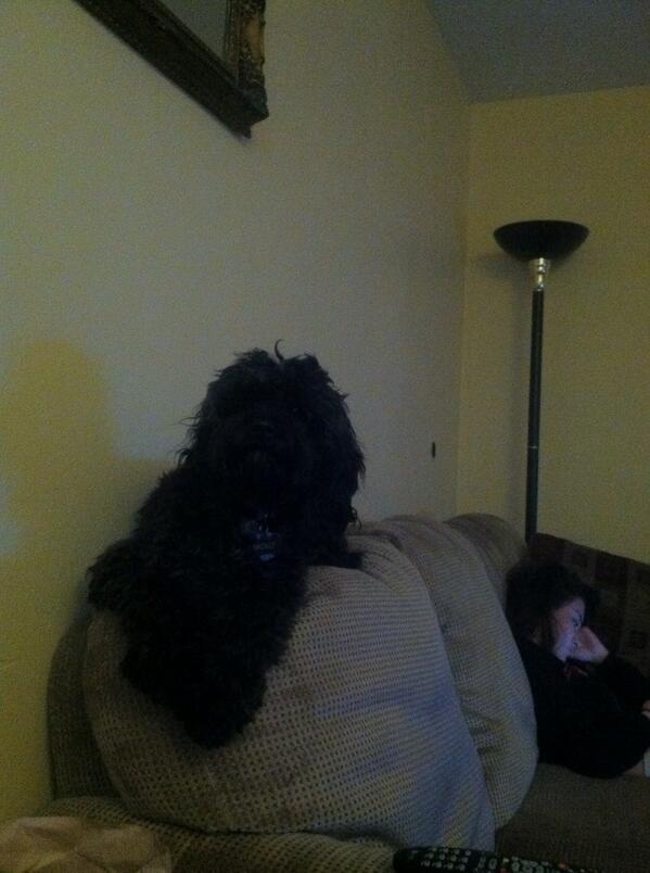 austinks_'s tweet image. Molly is a cat trapped in a dog's body