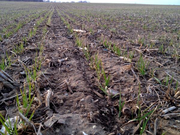StuartmereFarms's tweet photo. @WheatPete Can this crop be saved? Bare spots on knolls, will 28 bolster growth or is it too late? Any thoughts? http://t.co/fCKOB014ZX