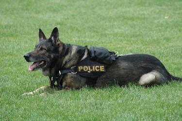 * lays on the grass * barking meanly *