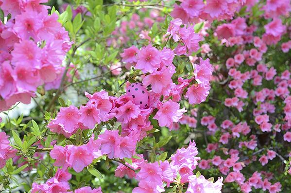 PartyTreePhoto's tweet image. This egg was cleverly hidden by an Easter troll. Can you see it? #easter #spring #photography