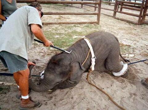 Ecogranjero's tweet photo. No al uso de animales en los circos!! http://t.co/59JB4IHrMn