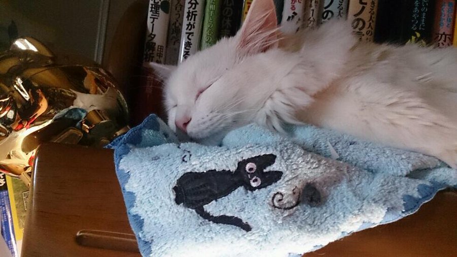 魔女の宅急便で黒猫の名前はジジ 結婚した白猫の女の子と子供も紹介 エンタメまんがfun
