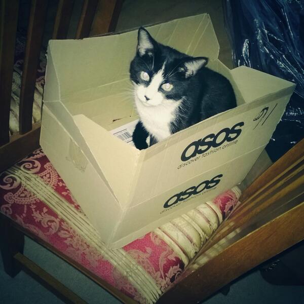 It is a purrrrrrfect time to look at Asos.com for a graduation dress #askChiChi #Asosoncampus #AsosUT