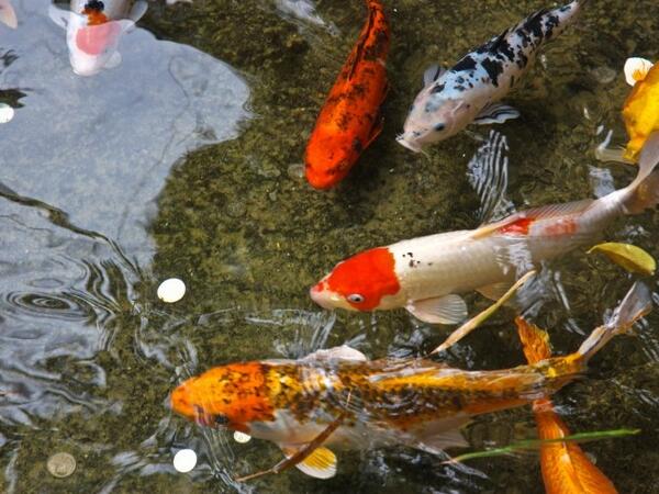Прудовые карпы - кои. Рыбки терри гилески. Японский карп кои. Выращивание карпа. Шубункин рыбка малек.