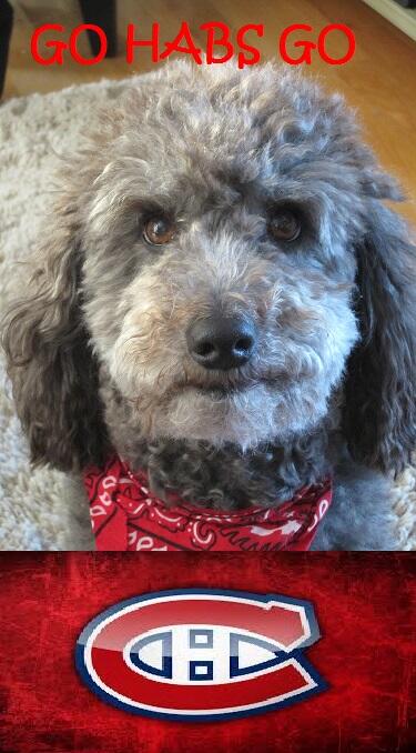 KCTheDiggyDog's tweet photo. I love #hockey..Go #Habs Go
#Canadians #dog #book #fan
http://t.co/sl4jzQGf9S http://t.co/WGW3PoVkU5