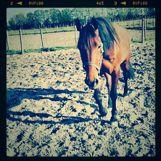 yourecute_x's tweet photo. Goooooodmorning . Vandaag een dagje alkmaar met ne toppertje zazou enzelens !! Eerste keer weer naar zn rust http://t.co/IHX3YkdgXv