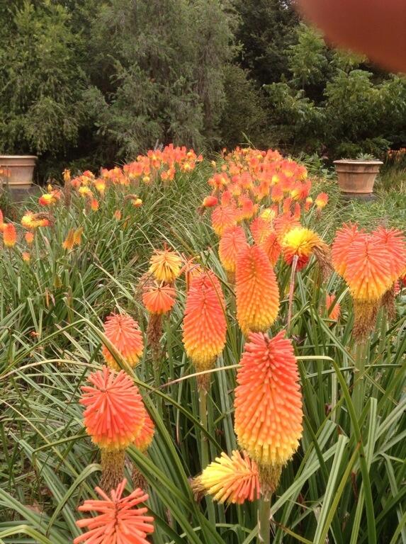 In our garden, Kniphofia flowering profusely! The highlight of an Autumn garden.