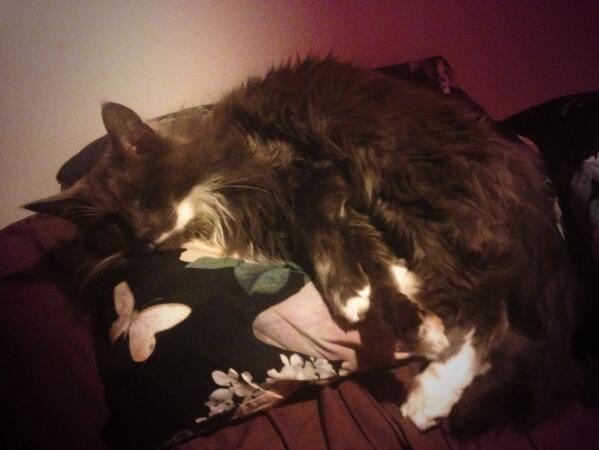 ADewdropsDiary's tweet photo. Trött Zaatar tog sovmorgon idag. #sleepy #cat http://t.co/o4E6wpe6cU