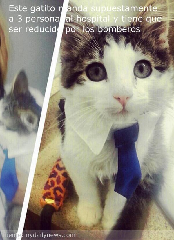 MiMigaPetJewels's tweet photo. Nuevo 'ATAQUE' de un #gato (3 personas al hospital) http://t.co/NFsQJbFUKJ ¿que opináis vosotr@s? http://t.co/Q6v8cCpAJq