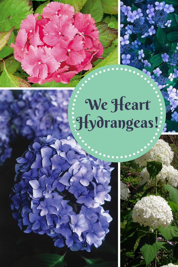 HouseLogic's tweet photo. RT @HGTVGardens 11 hydrangea varieties that add puffs of color to your garden or landscape --> http://t.co/VYzNRVtUzN http://t.co/87mssglnNA