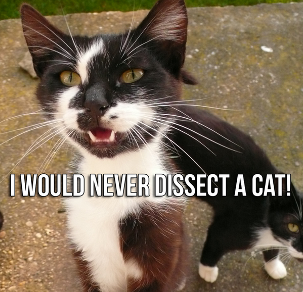 PETAShares's tweet photo. RT if you could NEVER dissect her! #BanDissection http://t.co/v1Zmll3dJC