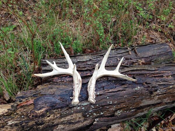FrenzyOutdoors's tweet image. Sometimes an unsuccessful rainy day turkey hunt can turn out better than you thought. #sheds #matchset #hunting