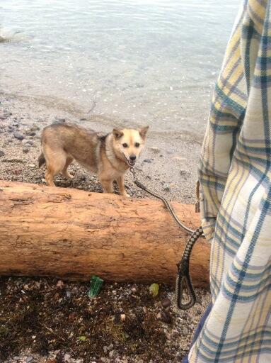 やませみ 犬という生き物をここまでおびえさせるシュールストレミング先輩マジパネェっす ねとらぼ Http T Co Yhcjezsmu2 Itm Nlabさん ねとらぼさんで記事になってました あのわんこは海岸で元気に散歩してました Http T Co Cb8rn35gia