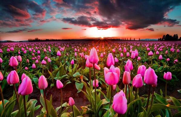 Gabriele_Corno's tweet image. Meadow Pink Tulips @ Skagit Valley, Washington by Victoria McKenzie #spring #sunset #armony
