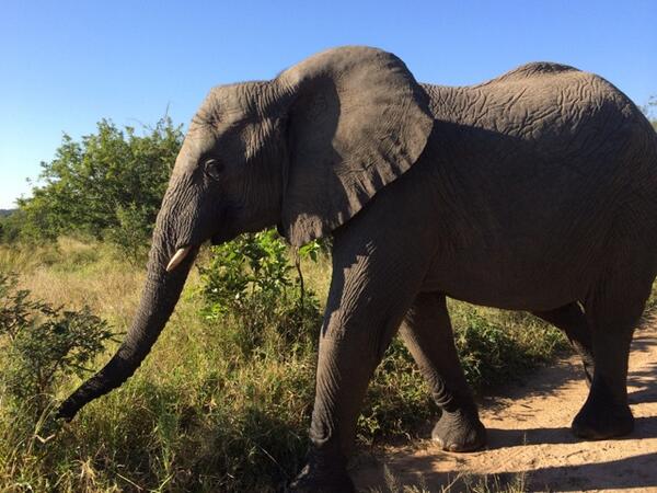 LuxeTiffany's tweet photo. Truly magnificent game drive today! #LuxeSA #africatvl @Royal_Portfolio @africatvl http://t.co/4d8HsGvjwx