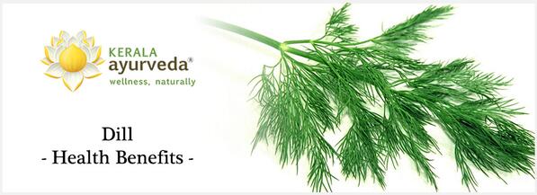 Dill - Health Benefits  A herb in the kitchen having many benefits - did you know Dill? ayurvedaacademy.com/blogs/dill-hea…