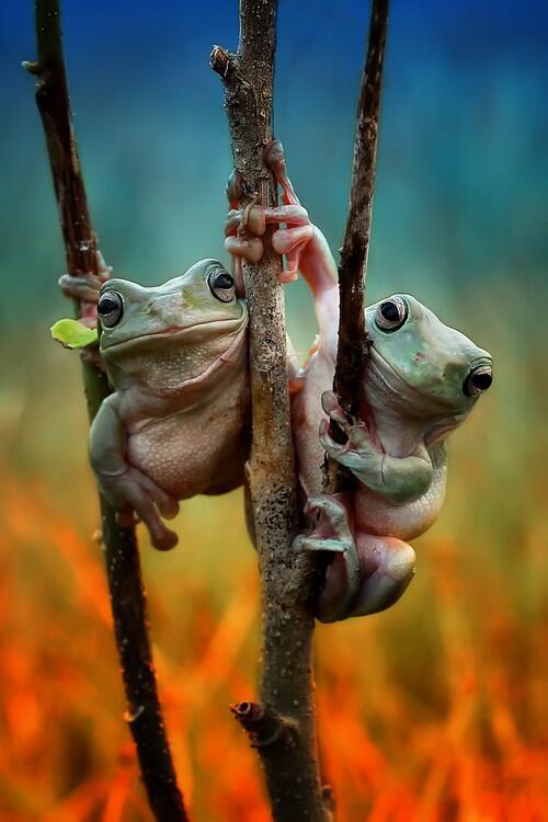 meysam1844's tweet photo. Hanging out on the branches http://t.co/TeKtqXymNu