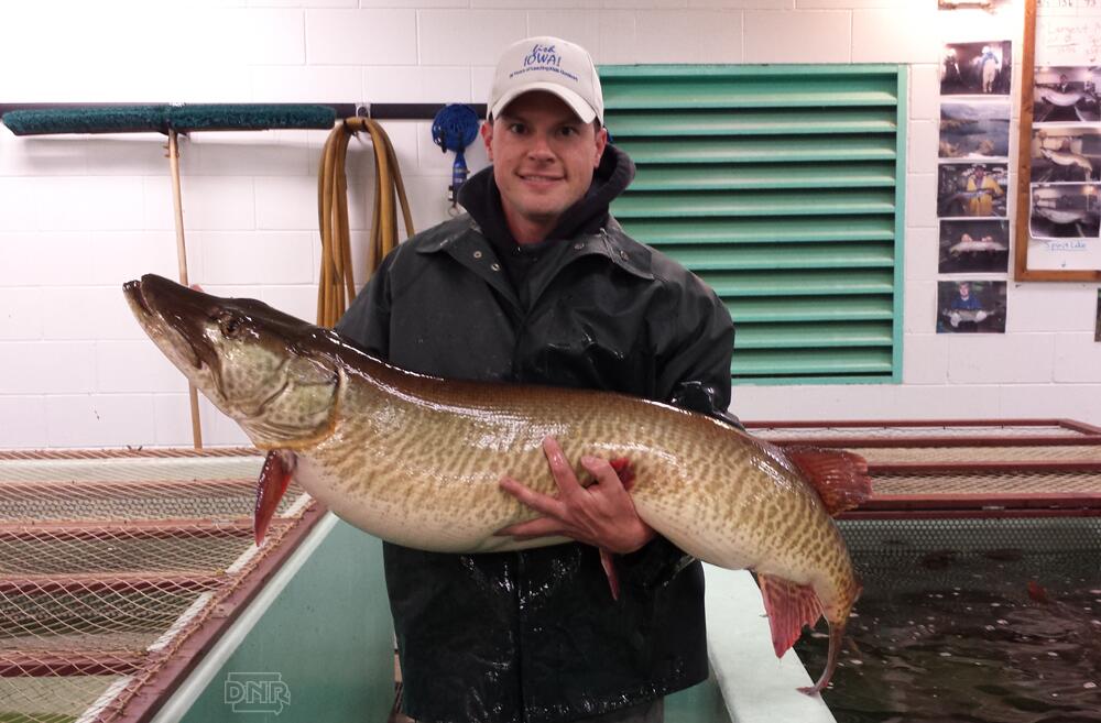 Iowa DNR on X: 46lb #musky caught at Spirit Lake while netting. Will be  returned to fight another day! #Iowa #fishing  / X