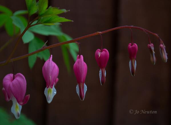 jonewtonphotgdn's tweet image. @TheGardenersRT @ShootGardening Photography in my own garden today #Bleedingheart #DicentraSpectabilis