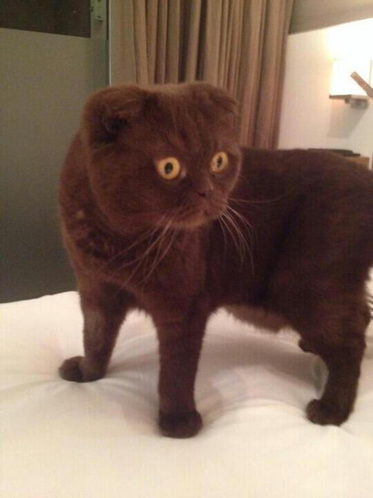 ChocoBeo's tweet image. quand j'ai vu ta mère