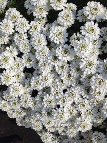 bowles_claire's tweet image. Stop and look around !! #beautifulspring