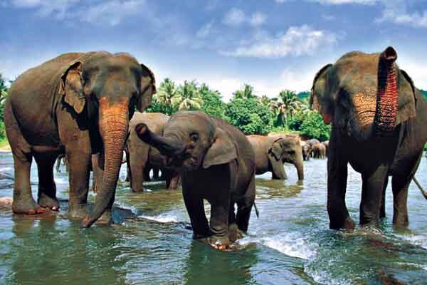 oneworld365's tweet photo. Plan a trip to Sri Lanka and help elephants, sea turtles &amp; communities http://t.co/O5O63D6dn1 http://t.co/rNxi4cGnW3