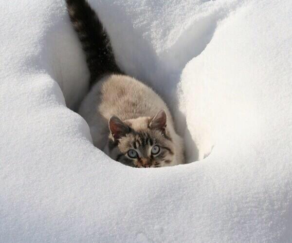 Пробираться по сугробам. Кот в сугробе. Котенок в снегу. Кошка в сугробе. Кот прячется в снегу.