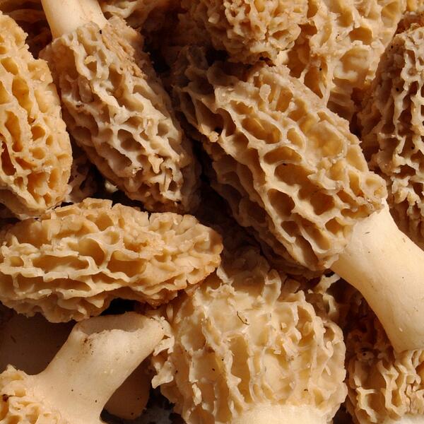 iowadnr's tweet photo. It's almost #morel mushroom hunting time. Do you have a favorite spot? #Iowa http://t.co/sXffXZckH9