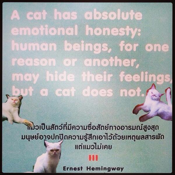 annabazar's tweet image. #catstudy #วิชาแนะแมว