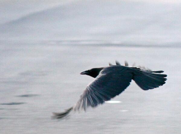 NeCrowSadistik's tweet image. @toolmaniac666 @CrawlRocks @GreySkiesFallen @BrookInFollies @NutPage @FromMidnightOn @5MilleniumBand @MorbidNorth \m/