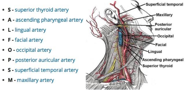 Tom Lewis on Twitter: "Branches of External Carotid Artery - Some