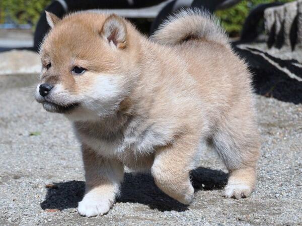 警告 読み書きのできない 感謝する 日本 犬 子犬 Freedomearth Org